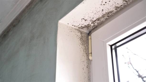 Mold Remediation for Vacation Homes in St Marys, GA