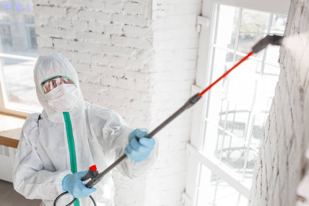 Best Mold Damage Restoration  in St Marys, GA