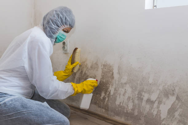 Professional Mold Removal in St Marys, GA