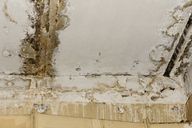 Best Mold-Related Health Consultation  in St Marys, GA