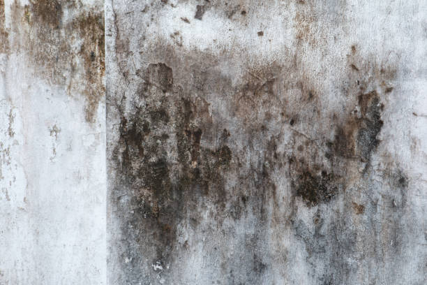 Best Residential Mold Inspection & Testing  in St Marys, GA