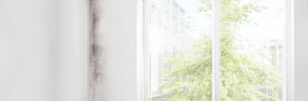 Dehumidification Services in St Marys, GA