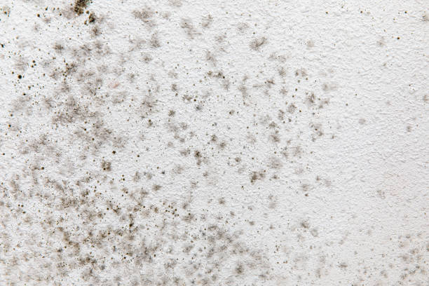 Best Asbestos and Lead Testing During Mold Inspection  in St Marys, GA
