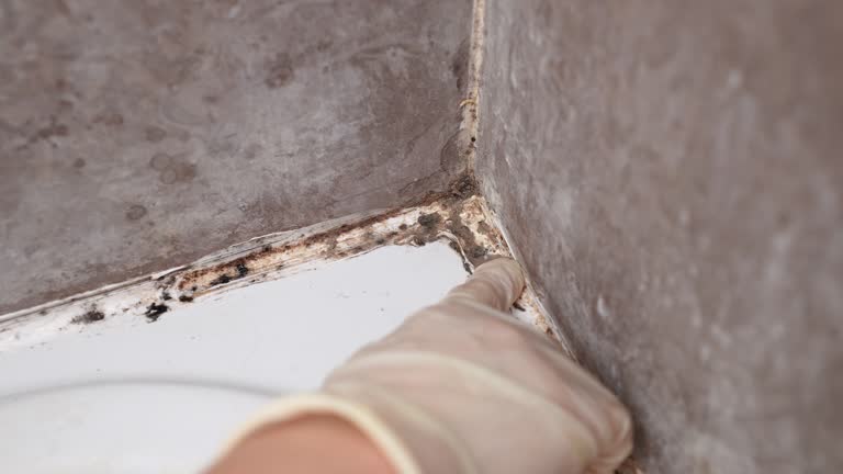 Best Crawl Space Mold Remediation  in St Marys, GA